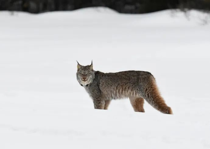 Lynx