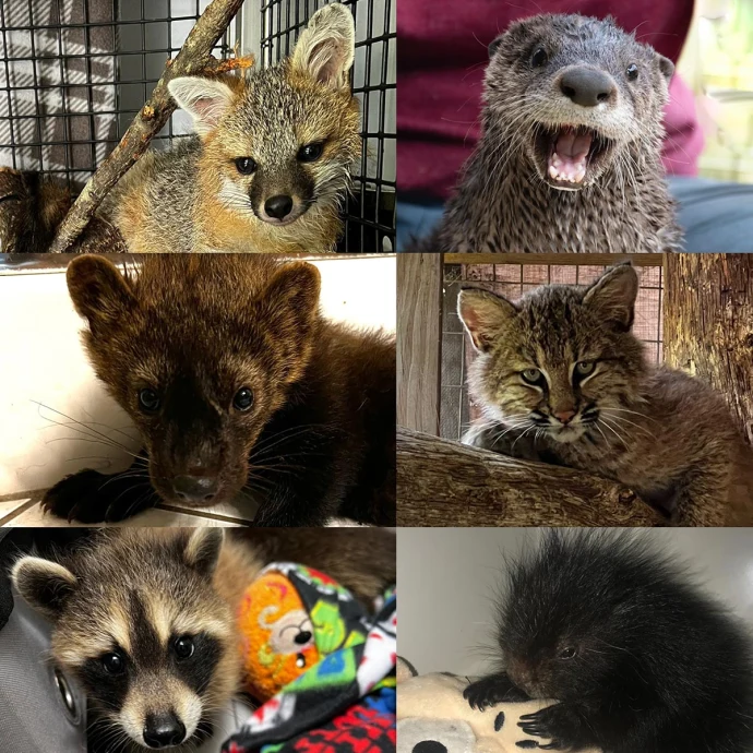 Rehab animals