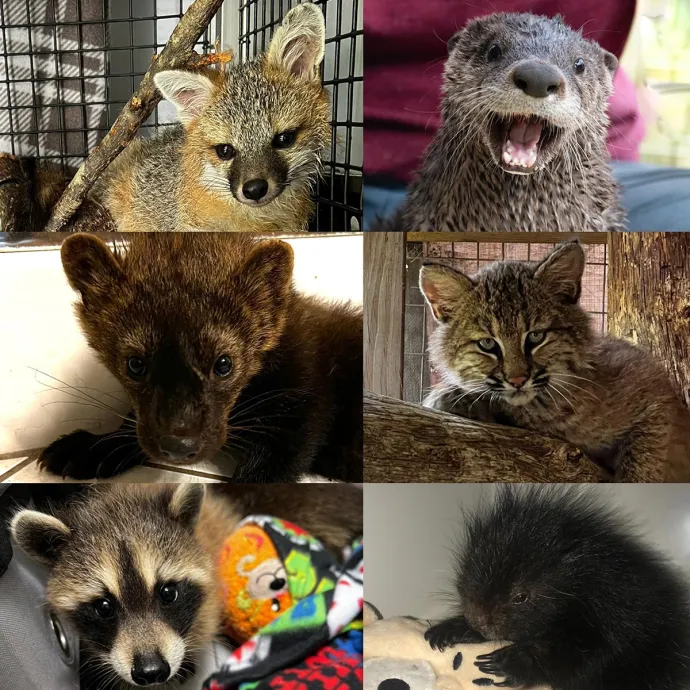 Rehab animals