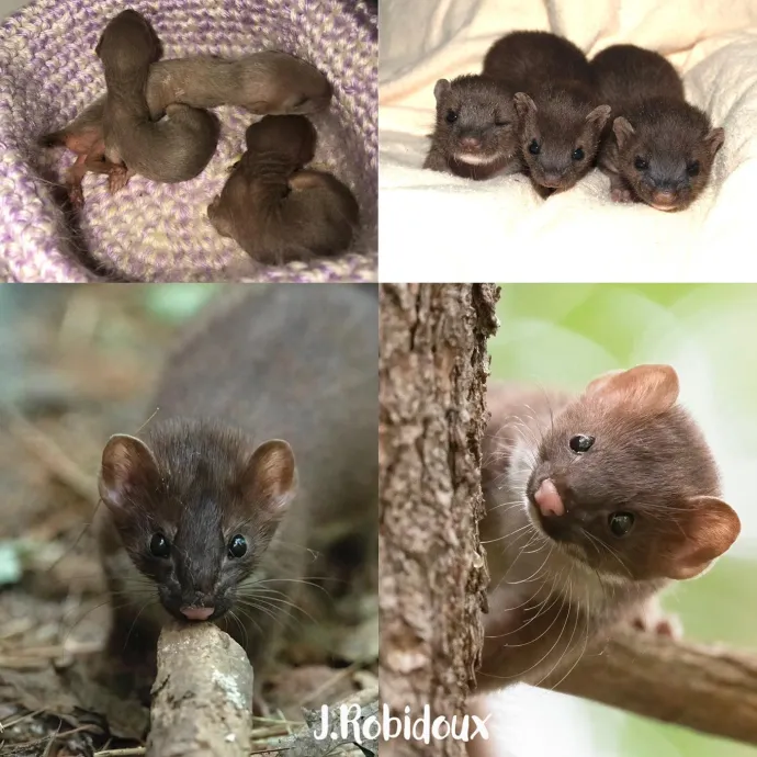 Weasels