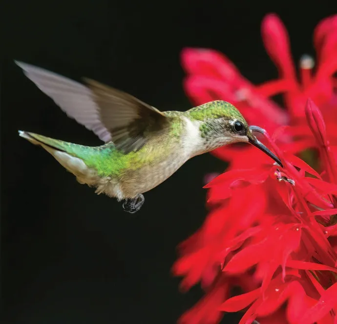 Hummingbird