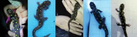 Salamanders thumbnail