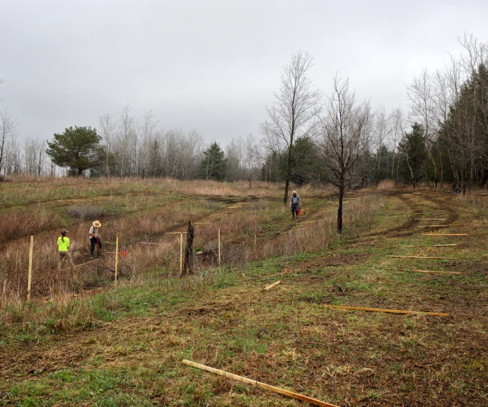 Tree planting