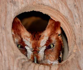 Screech owl box thumbnail