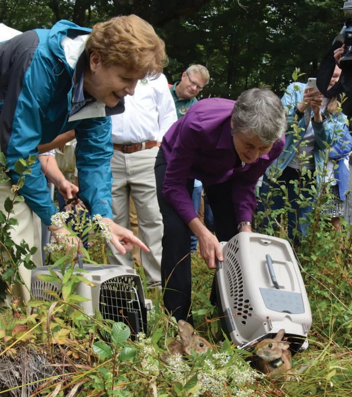 Cottontail release