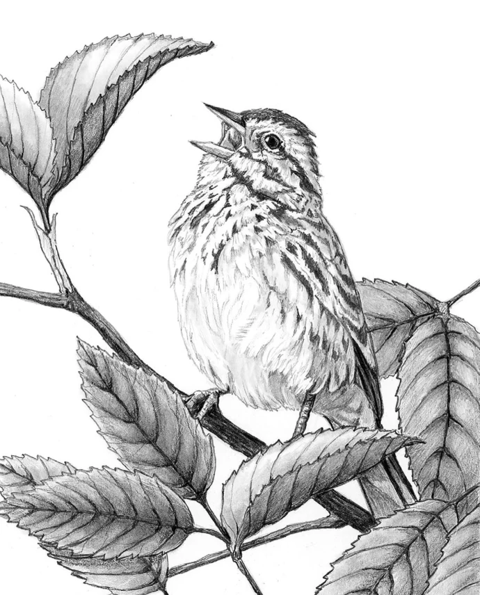 Singing bird