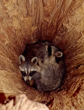 Sleepy raccoons thumbnail