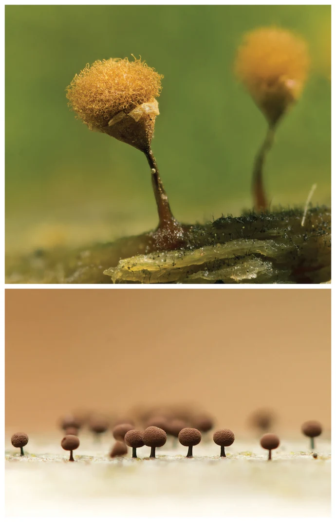 Slime molds
