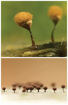 Slime molds thumbnail