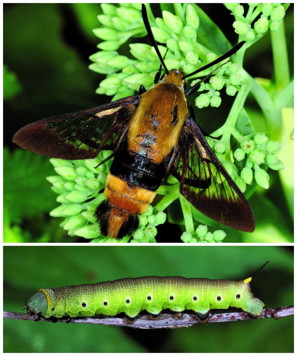 Snowberry clearwings