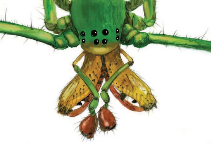 Spider face
