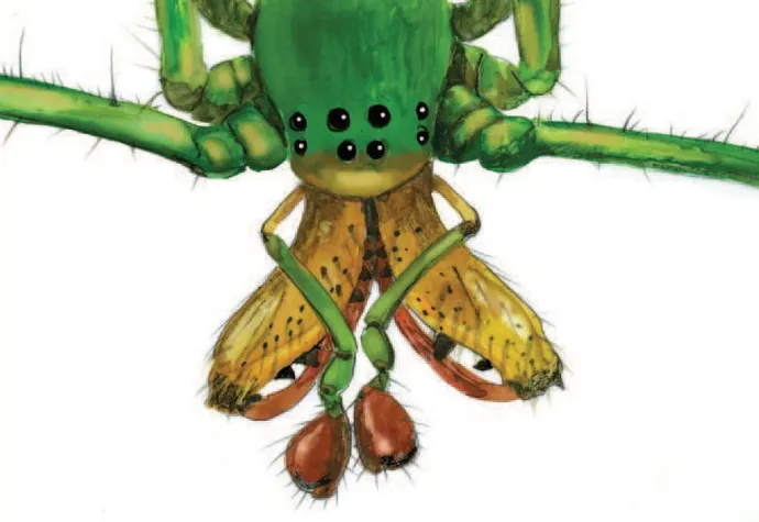 Spider face
