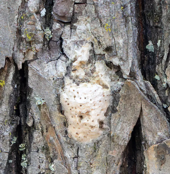 Egg mass