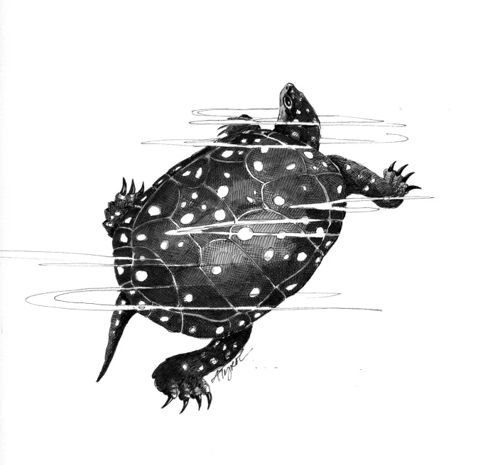 Spotted turtle