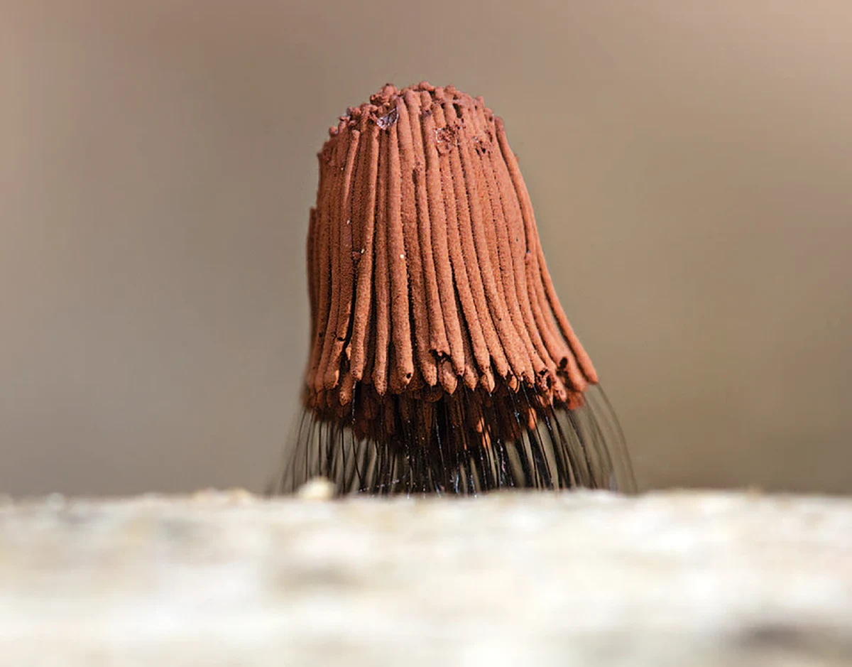 Chocolate tube slime mold