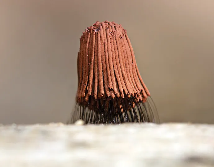 Chocolate tube slime mold