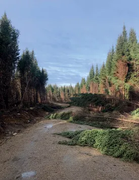 Storm damage thumbnail