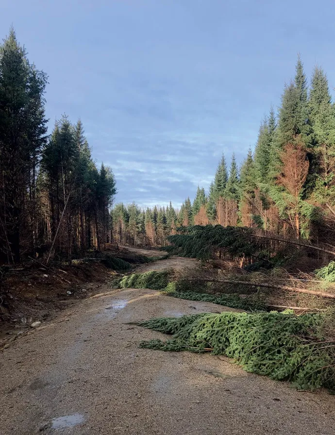 Storm damage