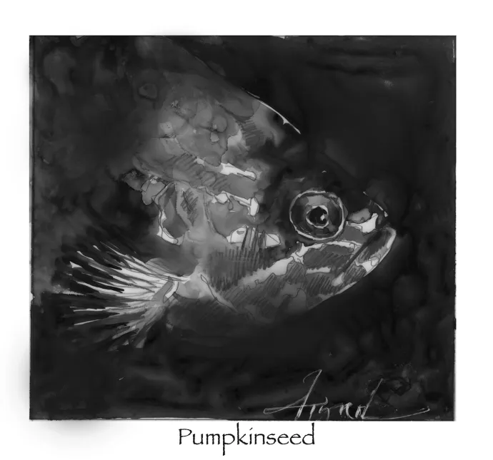 Sunfish
