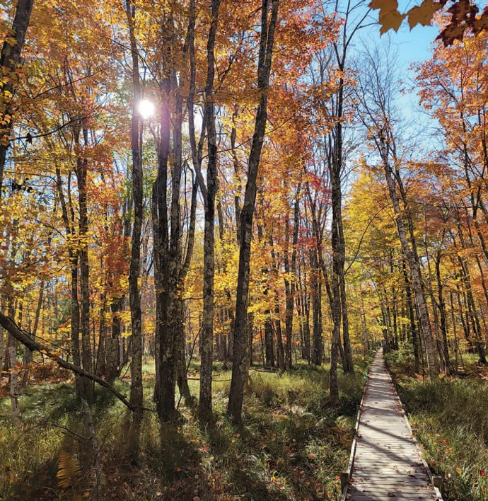 Sunny woods
