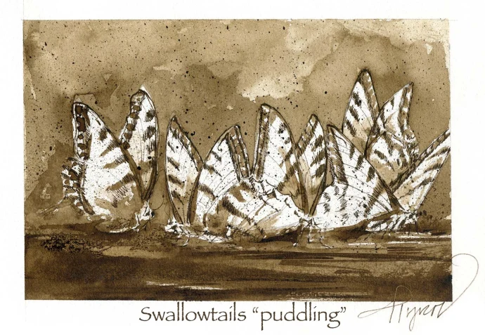 Swallowtails