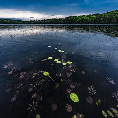 Tilton Pond cover by Joanna Lentini