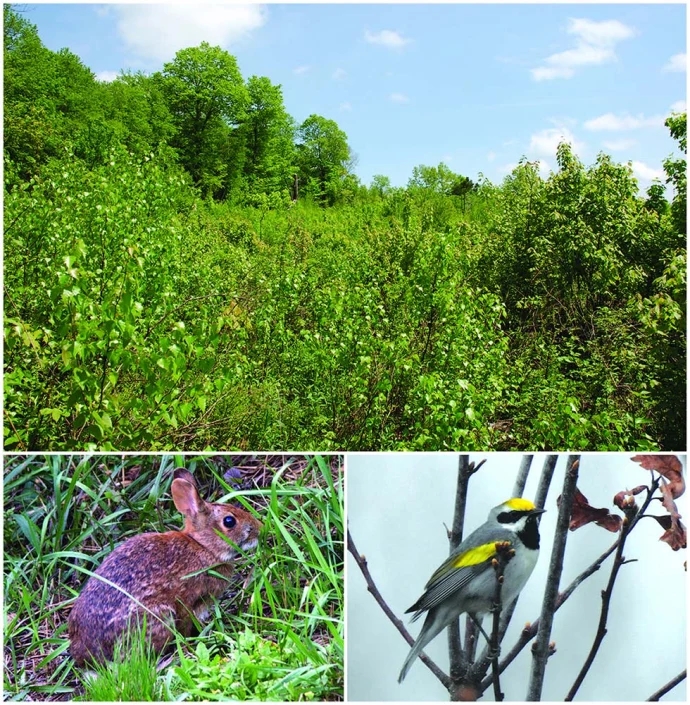 Thicket wildlife