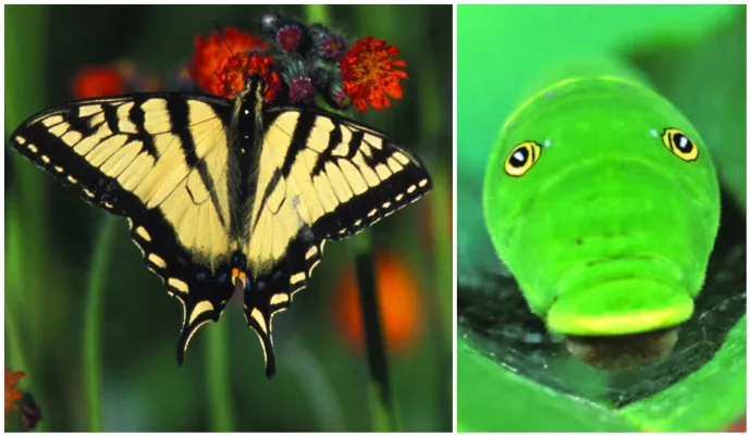Tiger swallowtail