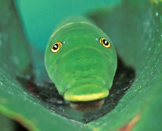 Tiger swallowtail caterpillar