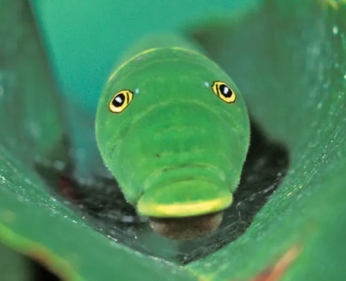 Tiger swallowtail caterpillar