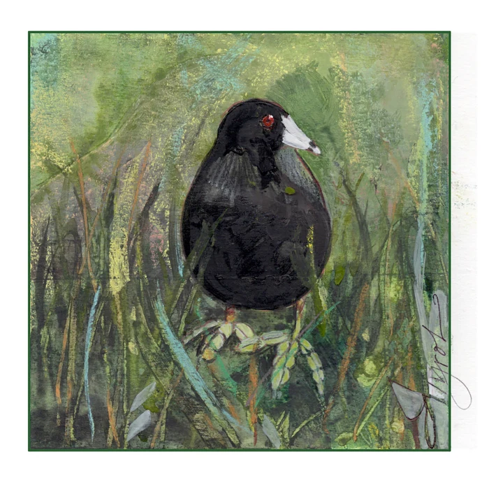 tos-american-coot.jpg