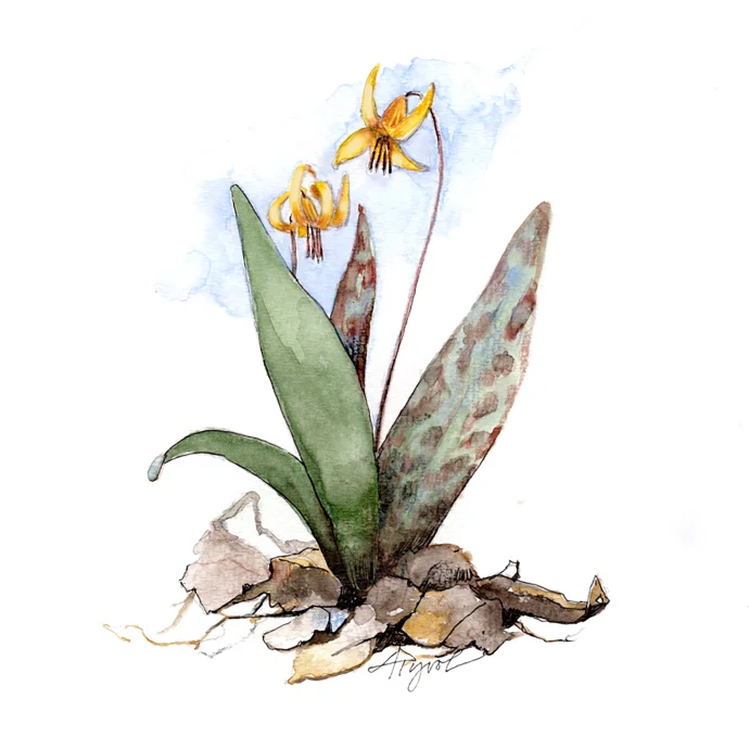Trout lily