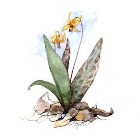 Trout lily thumbnail