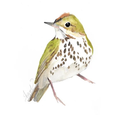 Ovenbird cover by Adelaide Tyrol
