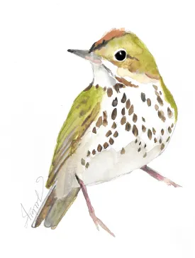 Ovenbird thumbnail