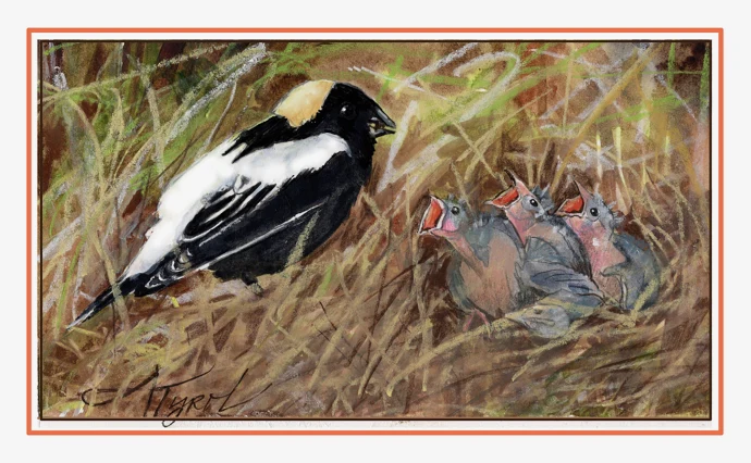 Bobolinks