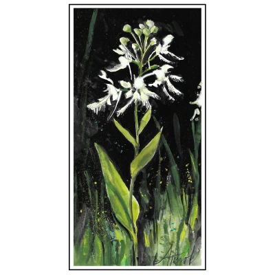 Bog orchid cover by Adelaide Tyrol