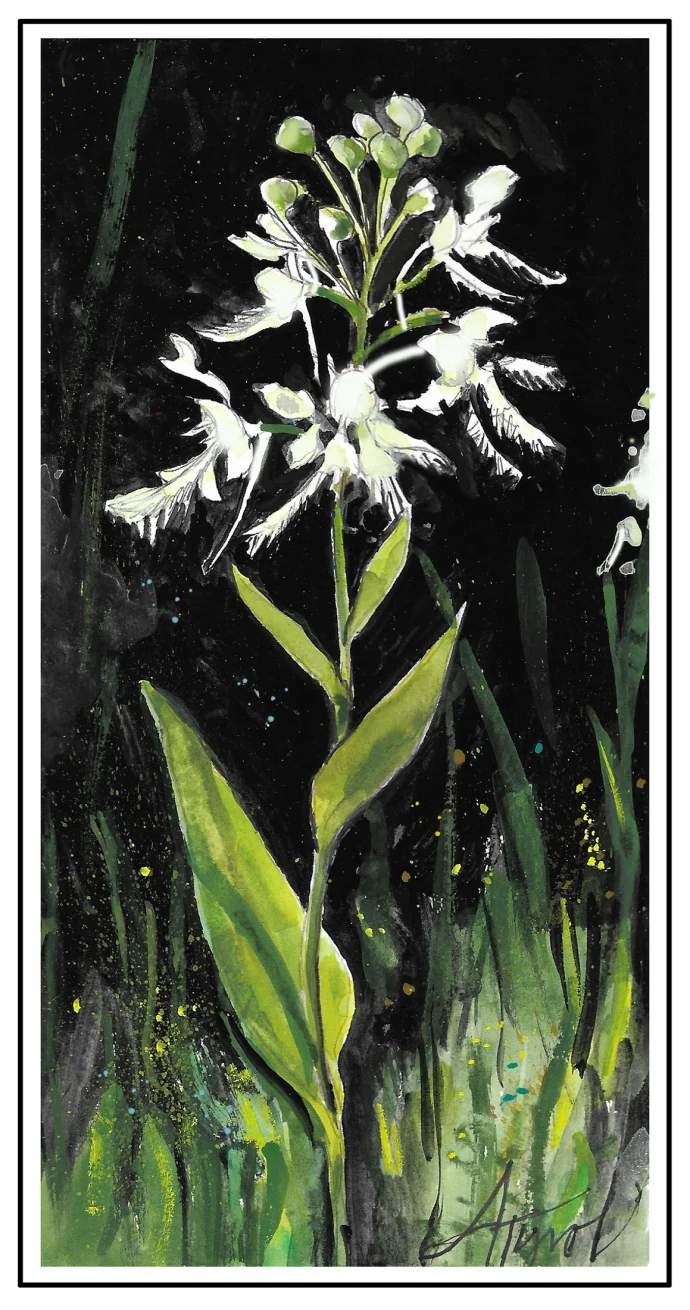 Bog orchids
