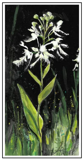 Bog orchids thumbnail
