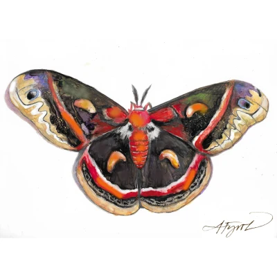 Cecropia moth cover by Adelaide Tyrol