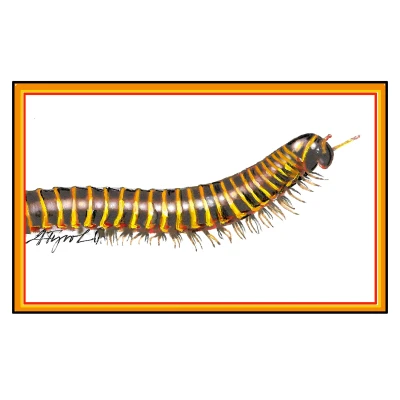 Millipede cover by Adelaide Tyrol