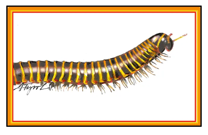 Millipede