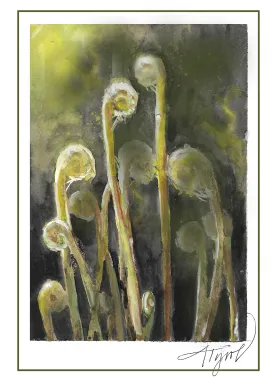 Cinnamon fern thumbnail