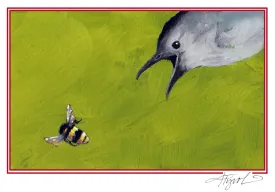 Gray catbird thumbnail