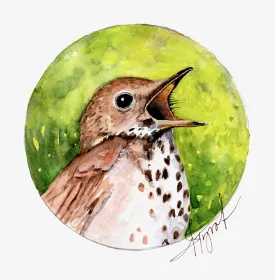 Hermit thrush thumbnail