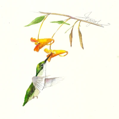 Jewelweed cover by Adelaide Tyrol