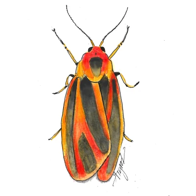 Lichen moth cover by Adelaide Tyrol