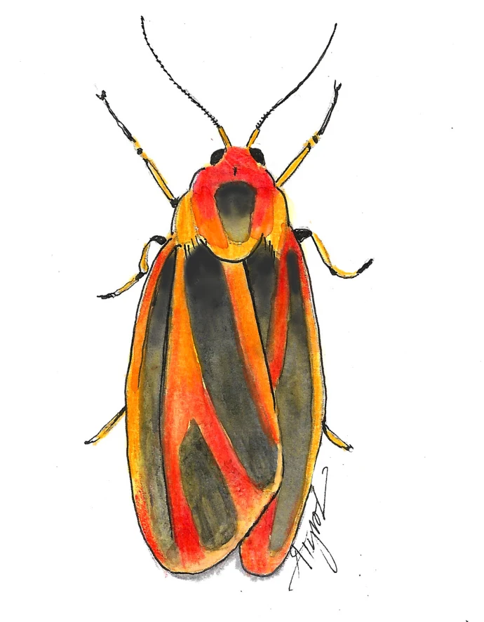 Lichen moth