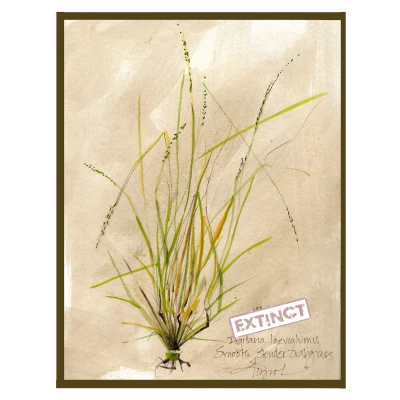 Slender crabgrass cover by Adelaide Tyrol