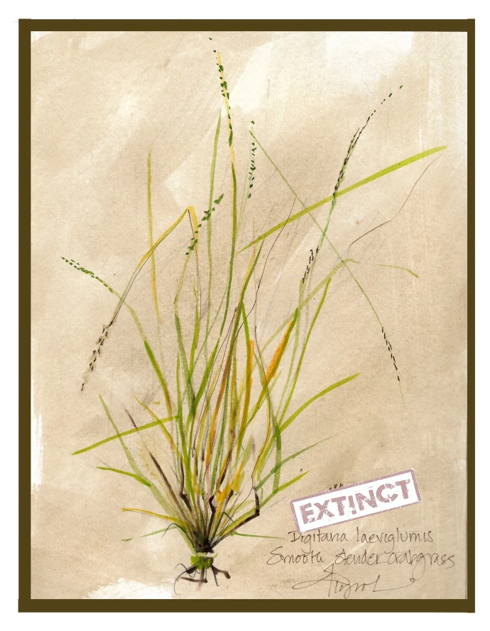 Slender crabgrass